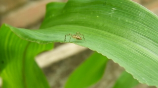 No Copyright Video, No Copyright Stock Footage, No Copyright Stock Video Clip