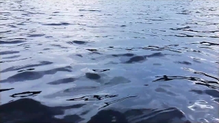 No Copyright Video, No Copyright Stock Footage, No Copyright Stock Video Clip