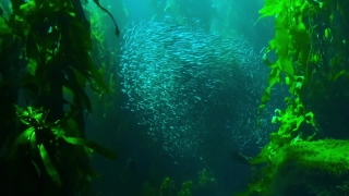 No Copyright Video, No Copyright Stock Footage, No Copyright Stock Video Clip