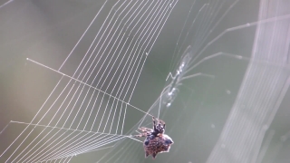 No Copyright Video, No Copyright Stock Footage, No Copyright Stock Video Clip