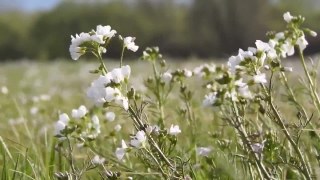 No Copyright Video, No Copyright Stock Footage, No Copyright Stock Video Clip