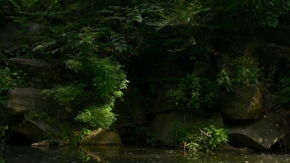 No Copyright Video, No Copyright Stock Footage, No Copyright Stock Video Clip