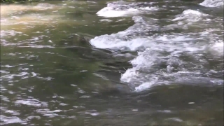 No Copyright Video, No Copyright Stock Footage, No Copyright Stock Video Clip