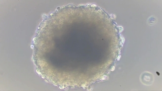 No Copyright Video, No Copyright Stock Footage, No Copyright Stock Video Clip