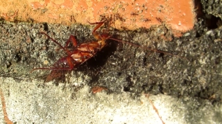 No Copyright Video, No Copyright Stock Footage, No Copyright Stock Video Clip