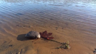 No Copyright Video, No Copyright Stock Footage, No Copyright Stock Video Clip