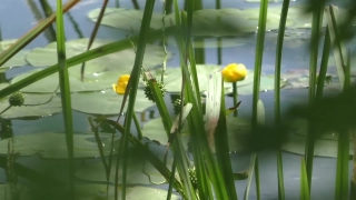 No Copyright Video, No Copyright Stock Footage, No Copyright Stock Video Clip