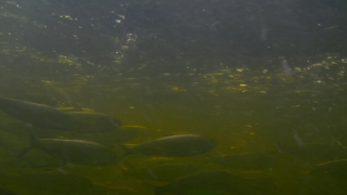 No Copyright Video, No Copyright Stock Footage, No Copyright Stock Video Clip