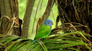 No Copyright Video, No Copyright Stock Footage, No Copyright Stock Video Clip