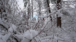 No Copyright Video, No Copyright Stock Footage, No Copyright Stock Video Clip