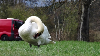 No Copyright Video, No Copyright Stock Footage, No Copyright Stock Video Clip