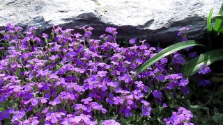 No Copyright Video, No Copyright Stock Footage, No Copyright Stock Video Clip