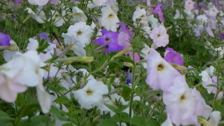 No Copyright Video, No Copyright Stock Footage, No Copyright Stock Video Clip