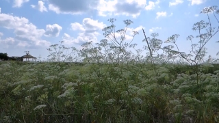 No Copyright Video, No Copyright Stock Footage, No Copyright Stock Video Clip