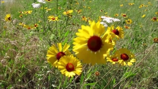 No Copyright Video, No Copyright Stock Footage, No Copyright Stock Video Clip