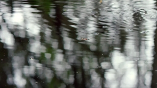 No Copyright Video, No Copyright Stock Footage, No Copyright Stock Video Clip