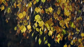 No Copyright Video, No Copyright Stock Footage, No Copyright Stock Video Clip