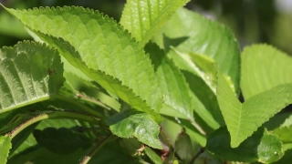 No Copyright Video, No Copyright Stock Footage, No Copyright Stock Video Clip