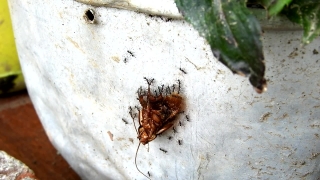 No Copyright Video, No Copyright Stock Footage, No Copyright Stock Video Clip