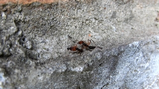 No Copyright Video, No Copyright Stock Footage, No Copyright Stock Video Clip