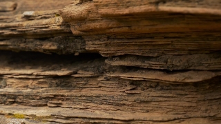 No Copyright Video, No Copyright Stock Footage, No Copyright Stock Video Clip