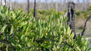 No Copyright Video, No Copyright Stock Footage, No Copyright Stock Video Clip