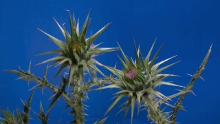 No Copyright Video, No Copyright Stock Footage, No Copyright Stock Video Clip