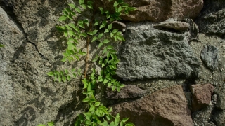 No Copyright Video, No Copyright Stock Footage, No Copyright Stock Video Clip