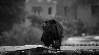 No Copyright Video, No Copyright Stock Footage, No Copyright Stock Video Clip