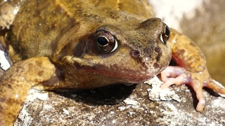 No Copyright Video, No Copyright Stock Footage, No Copyright Stock Video Clip