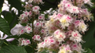 No Copyright Video, No Copyright Stock Footage, No Copyright Stock Video Clip