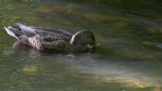 No Copyright Video, No Copyright Stock Footage, No Copyright Stock Video Clip