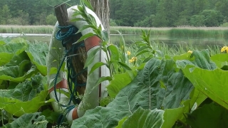 No Copyright Video, No Copyright Stock Footage, No Copyright Stock Video Clip