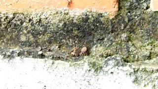 No Copyright Video, No Copyright Stock Footage, No Copyright Stock Video Clip