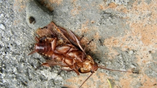 No Copyright Video, No Copyright Stock Footage, No Copyright Stock Video Clip