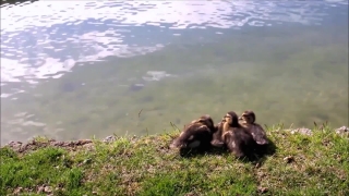 No Copyright Video, No Copyright Stock Footage, No Copyright Stock Video Clip