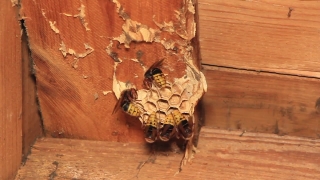 No Copyright Video, No Copyright Stock Footage, No Copyright Stock Video Clip