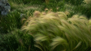 No Copyright Video, No Copyright Stock Footage, No Copyright Stock Video Clip