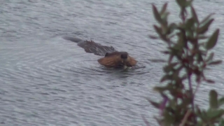 No Copyright Video, No Copyright Stock Footage, No Copyright Stock Video Clip