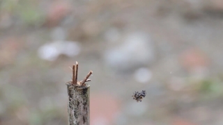 No Copyright Video, No Copyright Stock Footage, No Copyright Stock Video Clip