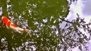 No Copyright Video, No Copyright Stock Footage, No Copyright Stock Video Clip