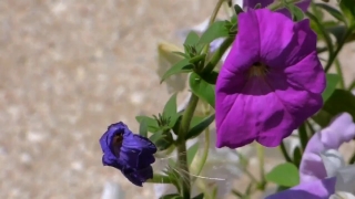 No Copyright Video, No Copyright Stock Footage, No Copyright Stock Video Clip