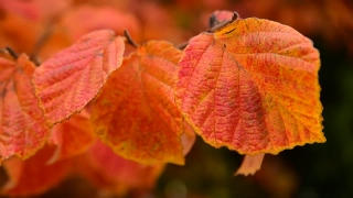 No Copyright Video, No Copyright Stock Footage, No Copyright Stock Video Clip