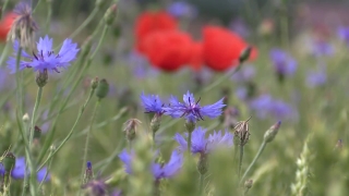 No Copyright Video, No Copyright Stock Footage, No Copyright Stock Video Clip