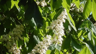 No Copyright Video, No Copyright Stock Footage, No Copyright Stock Video Clip