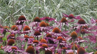 No Copyright Video, No Copyright Stock Footage, No Copyright Stock Video Clip