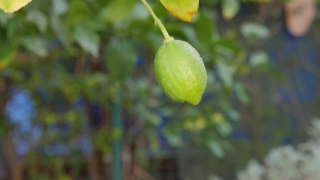 No Copyright Video, No Copyright Stock Footage, No Copyright Stock Video Clip