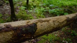 No Copyright Video, No Copyright Stock Footage, No Copyright Stock Video Clip