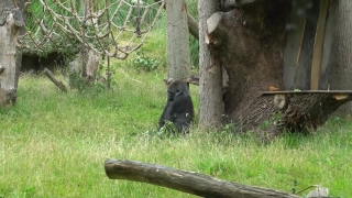 No Copyright Video, No Copyright Stock Footage, No Copyright Stock Video Clip