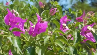 No Copyright Video, No Copyright Stock Footage, No Copyright Stock Video Clip